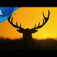 theHunter: Call of the Wild